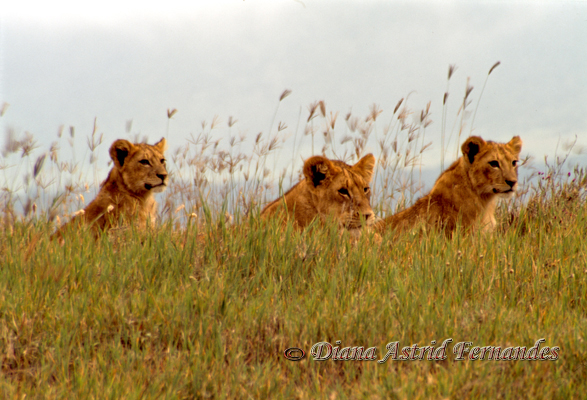 Lioness-&-cubs-Ngorongoro-Crater-Tanzania